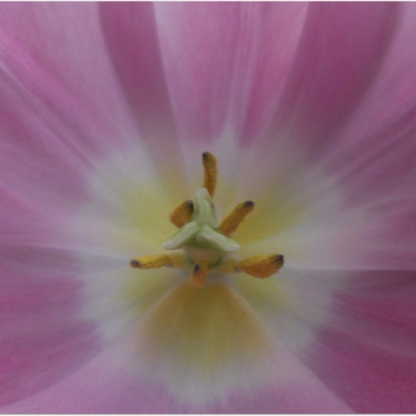 Inside a tulip 24 April 2015 © Jill Burton